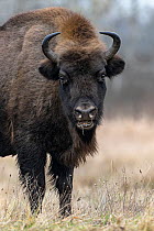 European bison (Bison bonasus) standing in field beside forest, Bialowieza Forest UNESCO World Heritage Site, Poland. January.