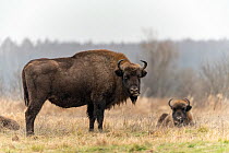 European bison (Bison bonasus) cow standing in field near forest as others behind lay in the grass, Bialowieza Forest UNESCO World Heritage Site, Poland. January.