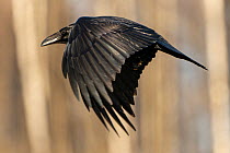 Raven (Corvus corax) flying beside forest. Bialowieza Forest UNESCO World Heritage Site, Poland. January.