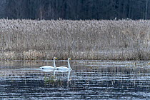 Two Whooper swans (Cygnus cygnus) swimming on lake beside reedbed, Bialowieza Forest UNESCO World Heritage Site, Poland. January.
