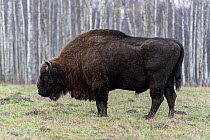 European bison (Bison bonasus) bull standing in field beside forest, Bialowieza Forest UNESCO World Heritage Site, Poland. January.