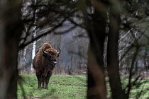 European bison (Bison bonasus) standing in forest clearing, Bialowieza Forest UNESCO World Heritage Site, Poland. January.