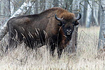 European bison (Bison bonasus) standing in forest and looking around, Bialowieza Forest UNESCO World Heritage Site, Poland. January.