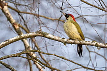 European green woodpecker (Picus viridis) male, perched on branch,  Bialowieza Forest UNESCO World Heritage Site, Poland. January.