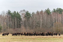European bison (Bison bonasus) standing in field beside forest, Bialowieza Forest UNESCO World Heritage Site, Poland. January.