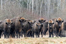 European bison (Bison bonasus) herd with juvenile standing in field beside forest, Bialowieza Forest UNESCO World Heritage Site, Poland. January.