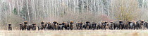 Herd of European bison (Bison bonasus) standing in field beside forest, Bialowieza Forest UNESCO World Heritage Site, Poland. January.