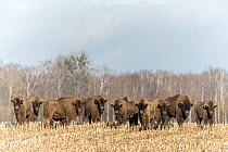 European bison (Bison bonasus) herd standing in field, Bialowieza Forest UNESCO World Heritage Site, Poland. January.
