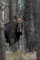 Moose (Alces alces) male, looking between trees in forest, Bialowieza Forest UNESCO World Heritage Site, Poland. January.