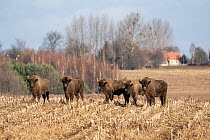 European bison (Bison bonasus) herd standing in field with village behind, Bialowieza Forest UNESCO World Heritage Site, Poland. January.