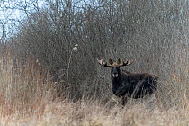 Moose (Alces alces) male, standing on edge of forest, Bialowieza Forest UNESCO World Heritage Site, Poland. January.