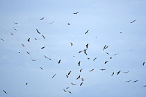 Flock of Griffon vultures (Gyps fulvus fulvus) and Ruppell's vultures (Gyps rueppelli) in flight, circling, Algarve, Portugal. October.