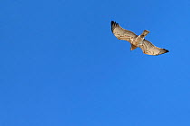 Short-toed eagle (Circaetus gallicus) in flight against blue sky, Algarve, Portugal. October.