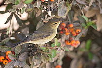 Willow warbler (Phylloscopus trochilus) perched on branch, Algarve, Portugal. October.