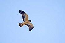 Booted eagle (Aquila pennata) in flight, Algarve, Portugal. October.