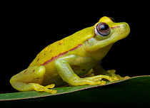Dotted tree frog (Boana punctata) portrait, Amazon rainforest, Loreto, Peru. Cropped.