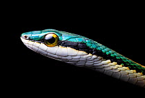 Mexican parrot snake (Leptophis mexicanus) head portrait, UNESCO Calakmul Biosphere Reserve, Campeche, Mexico. Cropped.