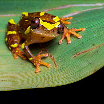 Saracayu tree frog (Dendropsophus sarayacuensis) resting on leaf, looking up, Tarapoto, Peru. Cropped.