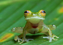 Yuruani glass frog (Hyalinobatrachium iaspidiense) portrait, Amazon rainforest, Loreto, Peru. Cropped.