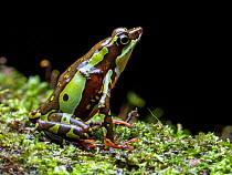 Harlequin frog (Atelopus pulcher) sitting on moss, Tarapoto, Peru. Cropped.