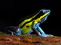 Pongo's poison frog (Ameerega pongoensis) portrait, San Martin Region, Peru. Cropped.