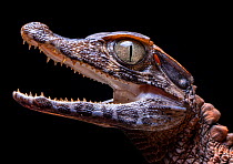 Smooth fronted caiman (Paleosuchus trigonatus) with mouth open, head portrait,  Amazon rainforest, Loreto, Peru. Cropped.