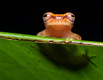 Miyat's tree frog (Dendropsophus miyatai) peering over the edge of a leaf in the Amazon rainforest, Loreto, Peru. Cropped.
