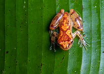 Miyat's tree frog (Dendropsophus miyatai) resting on a leaf in the Amazon rainforest, Loreto, Peru. Cropped.