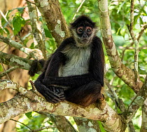 Spider monkey (Ateles geoffroyi) sitting in tree, Tikal National Park, Peten, Guatemala. Endangered. Cropped.