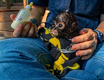 Spider monkey (Ateles geoffroyi) rescued infant, being bottle fed at ARCAS Rescue Center, Peten, Guatemala. January, 2023. Endangered. Cropped.