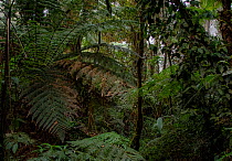 Tree ferns (Cyatheaceae) in dense cloud forest, Sierra de las Minas Biosphere Reserve, Zacapa, Guatemala.