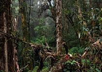 Dense vegetation in cloud forest, Sierra de las Minas Biosphere Reserve, Zacapa, Guatemala. January, 2023.