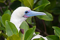 Red-footed booby (Sula sula) perched in tree and looking around, Genovesa Island, Galapagos.