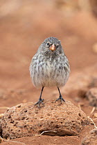 Small ground-finch (Geospiza fuliginosa) perched on rock, North Seymour Island, Galapagos Islands, Ecuador.