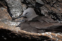 Brown noddy (Anous stolidus) sitting in nest with chick, Isabela Island, Galapagos Islands, Ecuador.