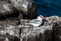 Red-billed tropicbird (Phaethon aethereus) resting on guano covered rock, South Plaza Island, Galapagos Islands, Ecuador, Pacific Ocean.