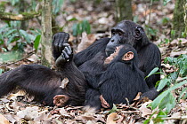 Chimpanzee (Pan troglodytes) female grooming its foot with infant watching, Kibale Forest National Park, Uganda. Endangered.