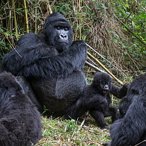 Mountain gorilla (Gorilla gorilla beringei) silverback, sitting with arms crossed beside playing infant, as females feed around them, Volcano National Park, Rwanda. Endangered.