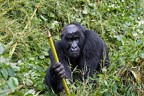 Mountain gorilla (Gorilla gorilla beringei) bald-headed male, holding onto stick whilst sitting in foliage, Volcanoes National Park, Rwanda. Endangered.