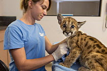 Animal Care Director cleaning orphaned Mountain lion (Puma concolor) cub, Sonoma County Wildlife Rescue, Petaluma, California, USA, July, 2016.