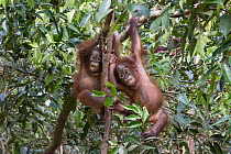 Two Bornean orangutan (Pongo pygmaeus) orphaned infants playing in forest, Orangutan Foundation International's Orangutan Care Centre, Borneo, Indonesia. Endangered.