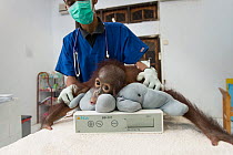 Veterinarian examining infant Bornean orangutan (Pongo pygmaeus) aged one year, Borneo, Indonesia, February, 2012. Endangered.