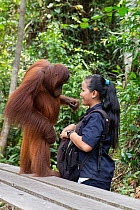 Caretaker standing with orphaned juvenile Bornean orangutan (Pongo pygmaeus) in forest during forest exploration and training program, Orangutan Foundation International's Orangutan Care Center,...