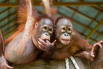 Two Bornean orangutan (Pongo pygmaeus) orphaned infants playing in building, Orangutan Foundation International's Orangutan Care Centre, Borneo, Indonesia. Endangered.