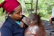 Caretaker playing with orphaned infant Bornean orangutan (Pongo pygmaeus), Orangutan Foundation International's Orangutan Care Center, Borneo, Indonesia, February, 2012. Endangered.