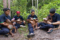 Caretakers bottle-feeding orphaned infant Bornean orangutans (Pongo pygmaeus), Orangutan Foundation International's Orangutan Care Centre, Borneo, Indonesia, February, 2012. Endangered.
