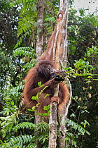 Bornean orangutan (Pongo pygmaeus) orphaned juvenile eating termite nest in forest whilst climbing tree during forest exploration and training program, Orangutan Foundation International's Orangu...
