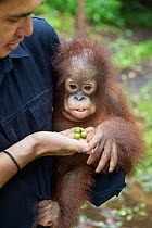 Caretaker introducing Bornean orangutan (Pongo pygmaeus) orphaned infant, to fruit in forest, Orangutan Foundation International's Orangutan Care Centre, Borneo, Indonesia, February 2012. Endangered.