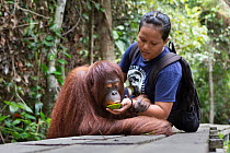 Caretaker feeding orphaned Bornean orangutan (Pongo pygmaeus) juvenile, on boardwalk in forest during forest exploration and training program, Orangutan Foundation International's Orangutan Care...