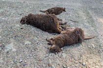 Tasmanian pademelons (Thylogale billardierii) roadkill laying on side of a road, Tasmania, Australia.
